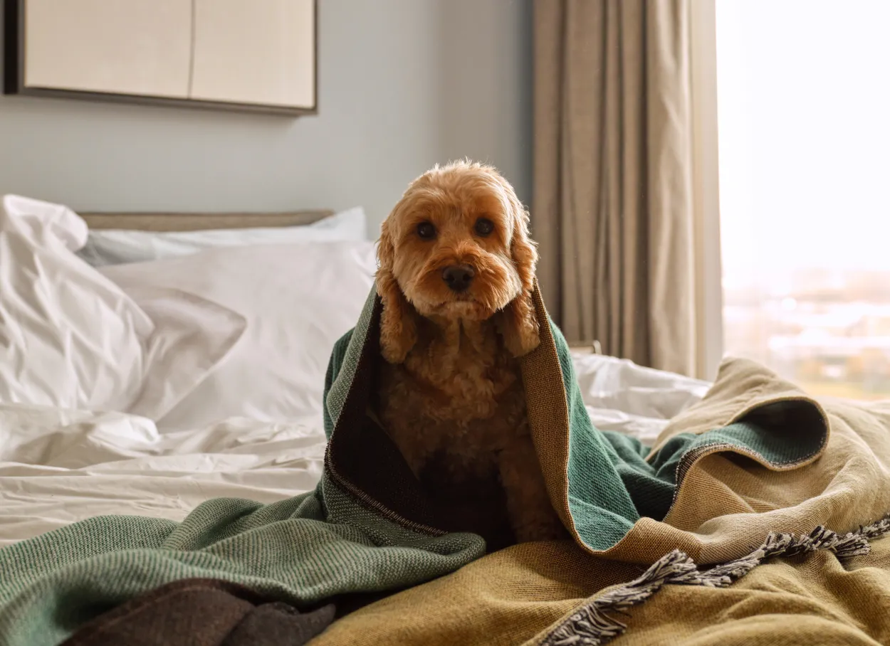 Tura Leeds, 1, 2, 3 bedroom apartments. Pets welcome.